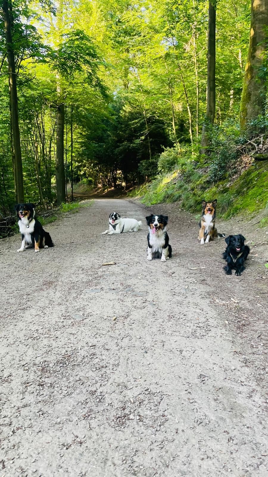 Hunde beim gemeinsamen Training auf einem Waldweg